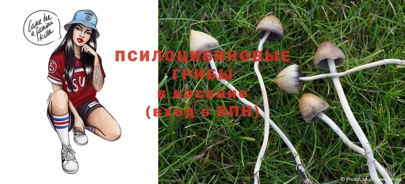 где купить   дарк нет как зайти  Псилоцибиновые грибы Magic Shrooms  Покачи 